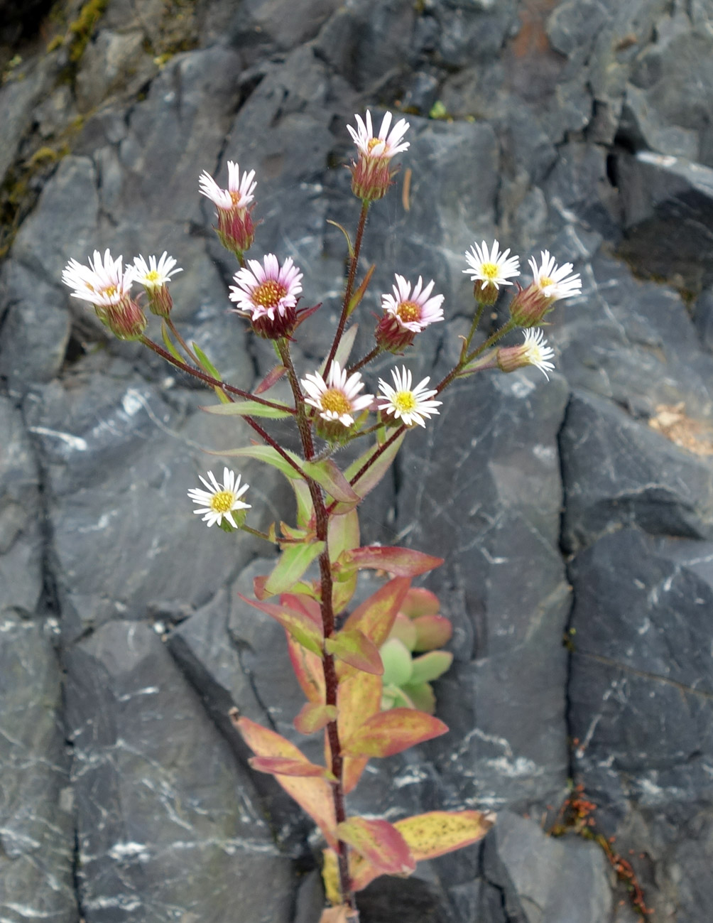 Изображение особи род Erigeron.