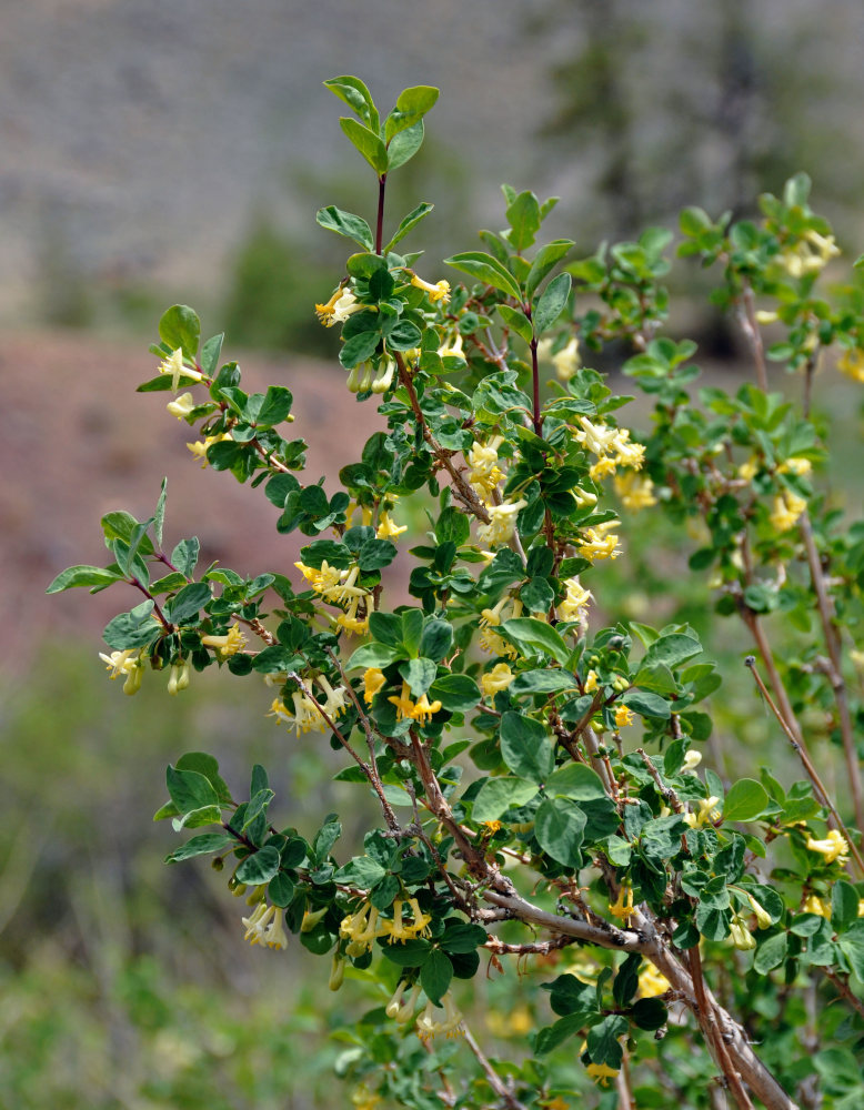 Image of Lonicera microphylla specimen.