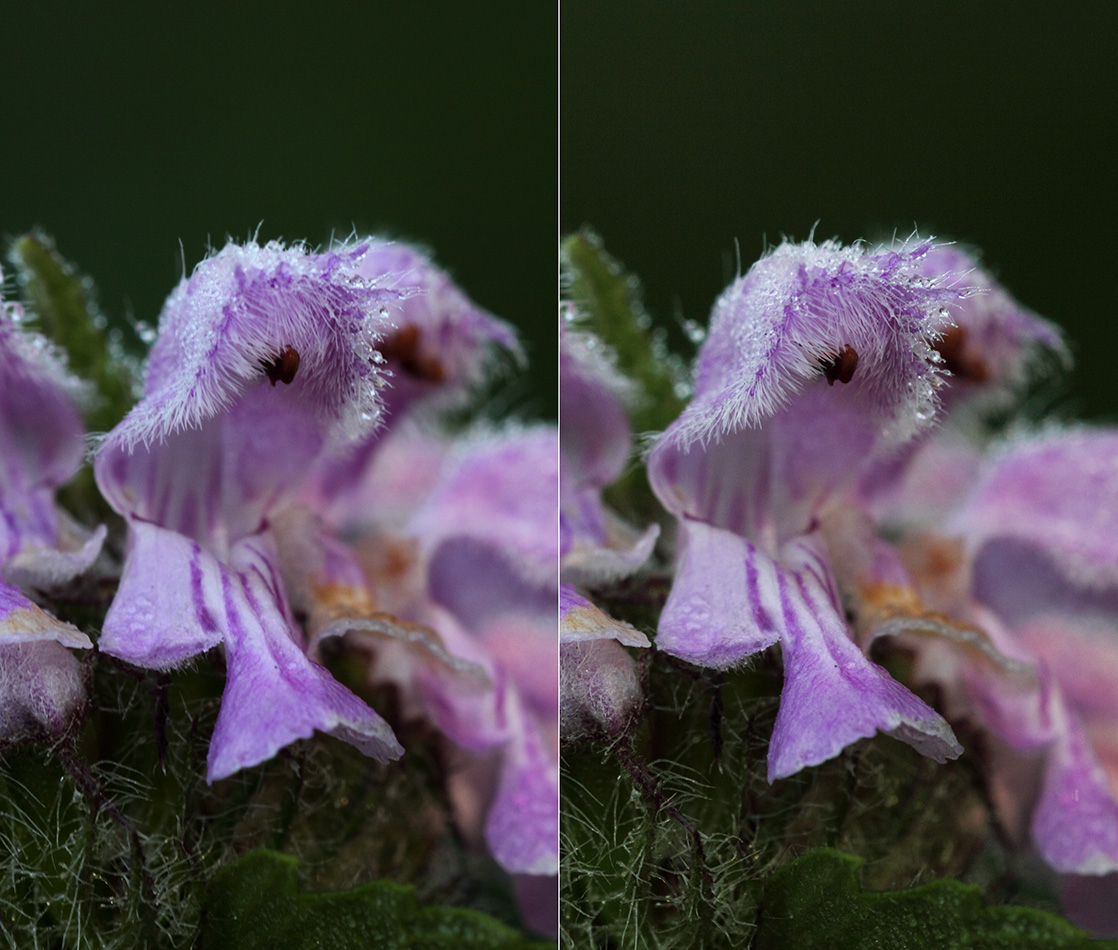 Image of Phlomoides tuberosa specimen.