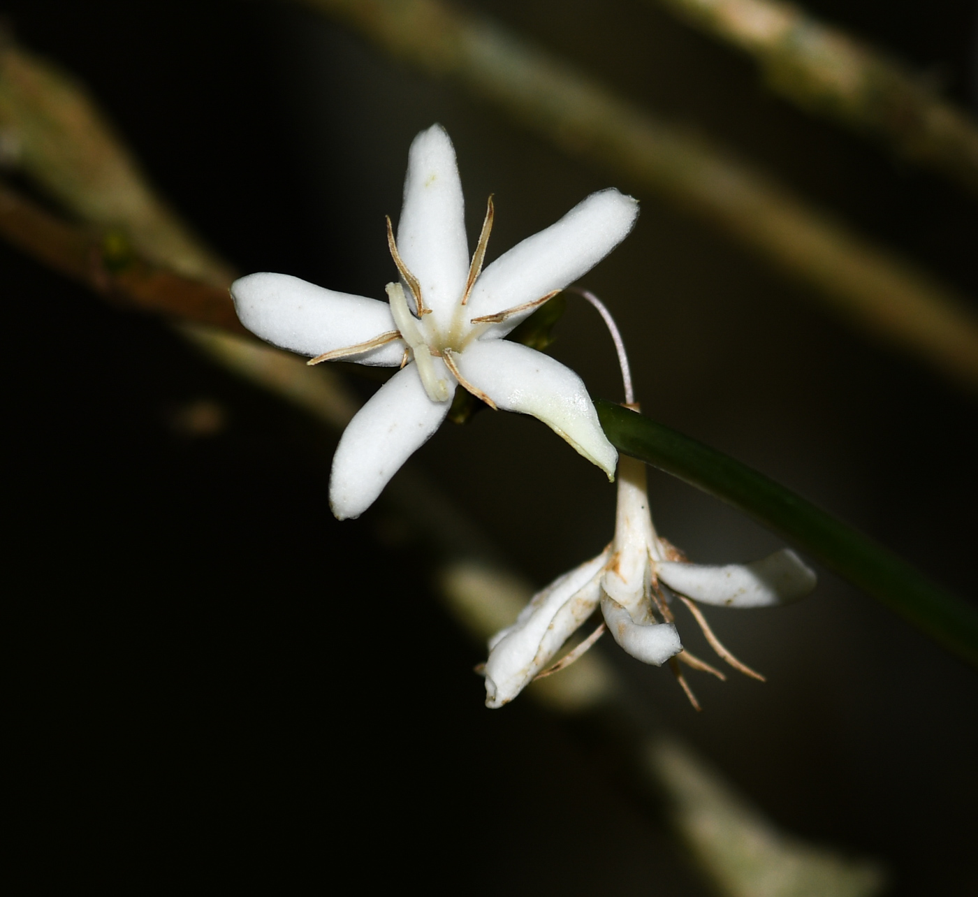 Image of Coffea arabica specimen.