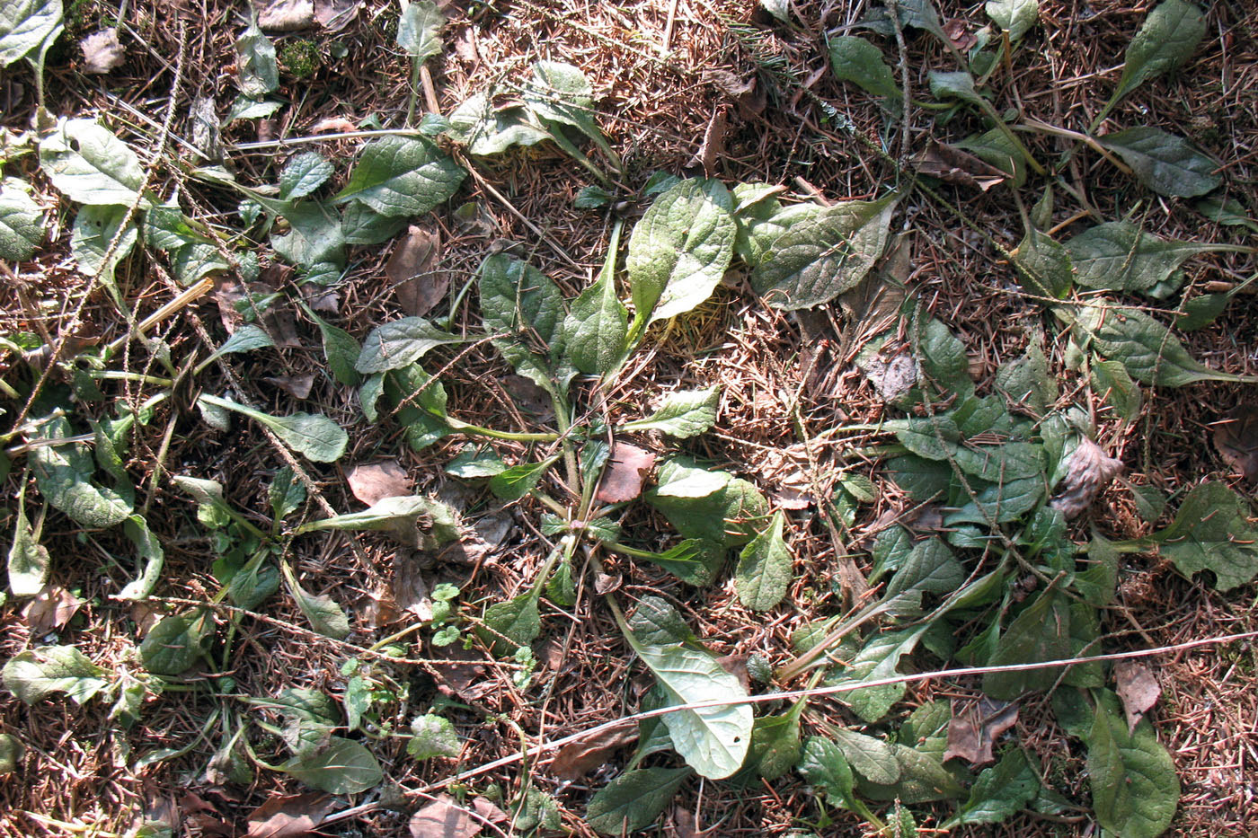 Image of Ajuga reptans specimen.