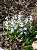 Scilla mischtschenkoana