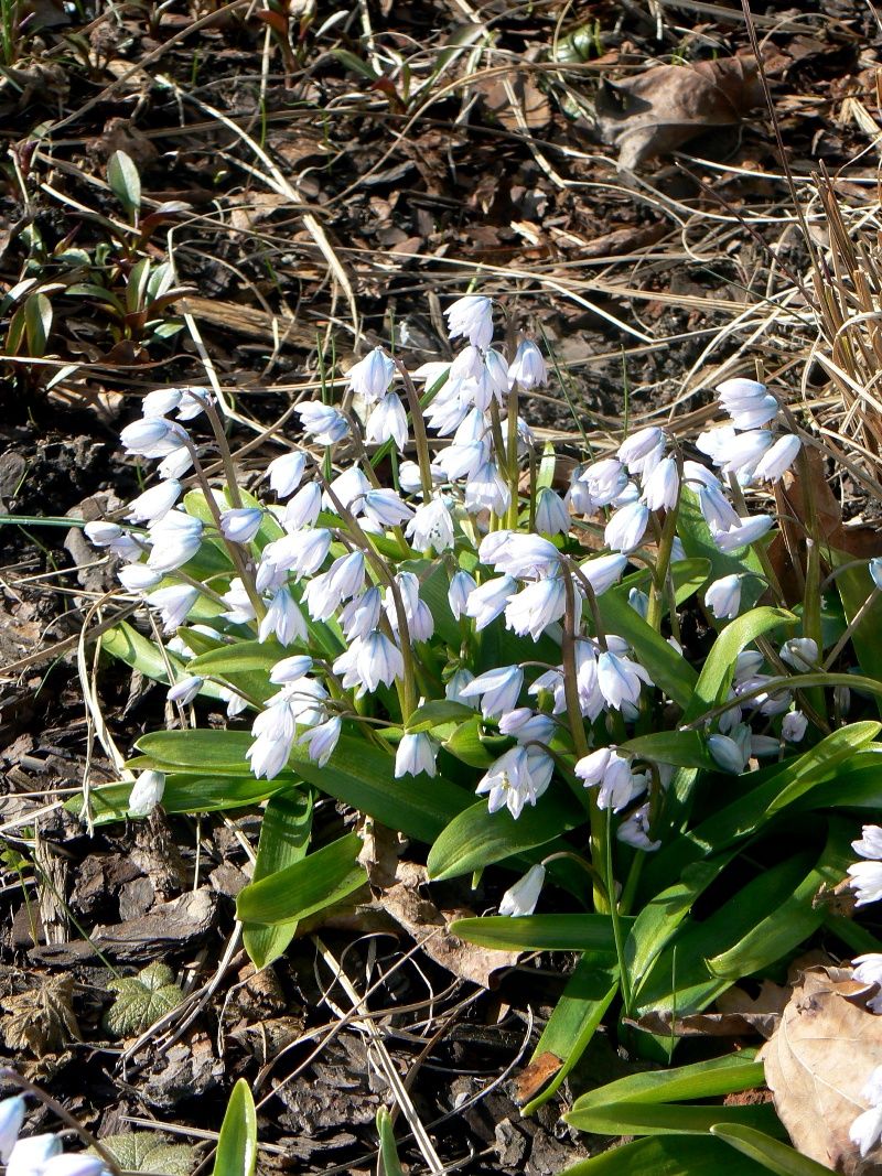 Image of Scilla mischtschenkoana specimen.