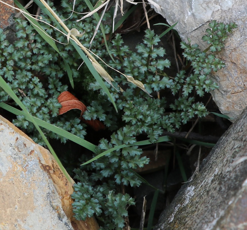 Image of Zeravschania pauciradiata specimen.
