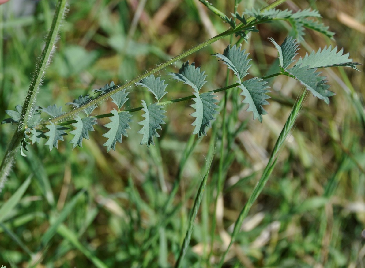 Изображение особи Poterium sanguisorba.