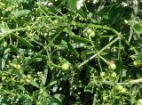 Rubia cordifolia