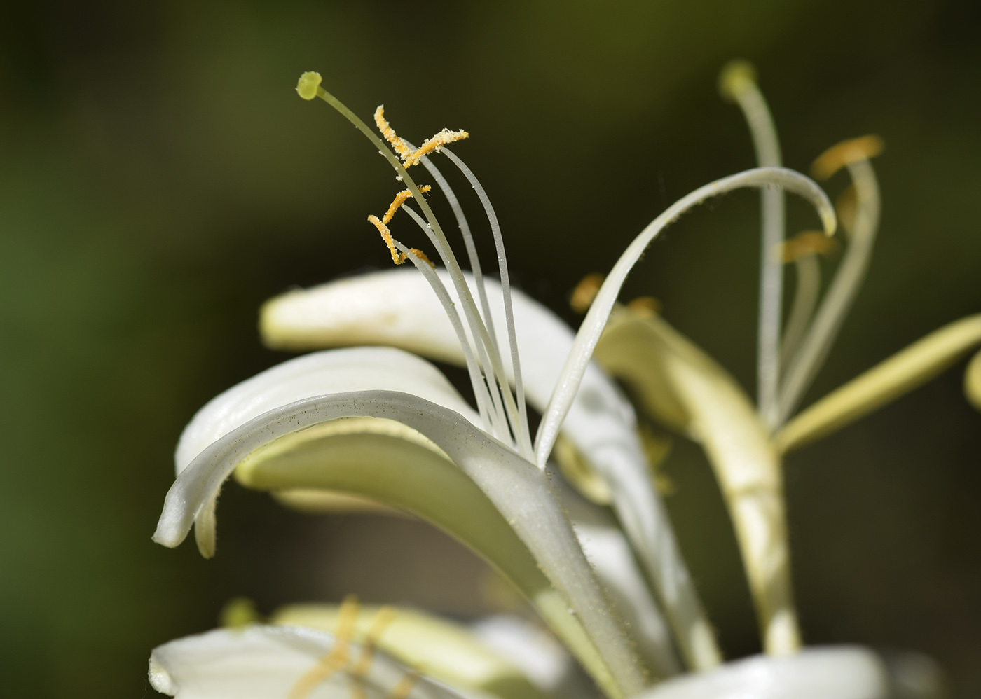 Image of Lonicera periclymenum specimen.