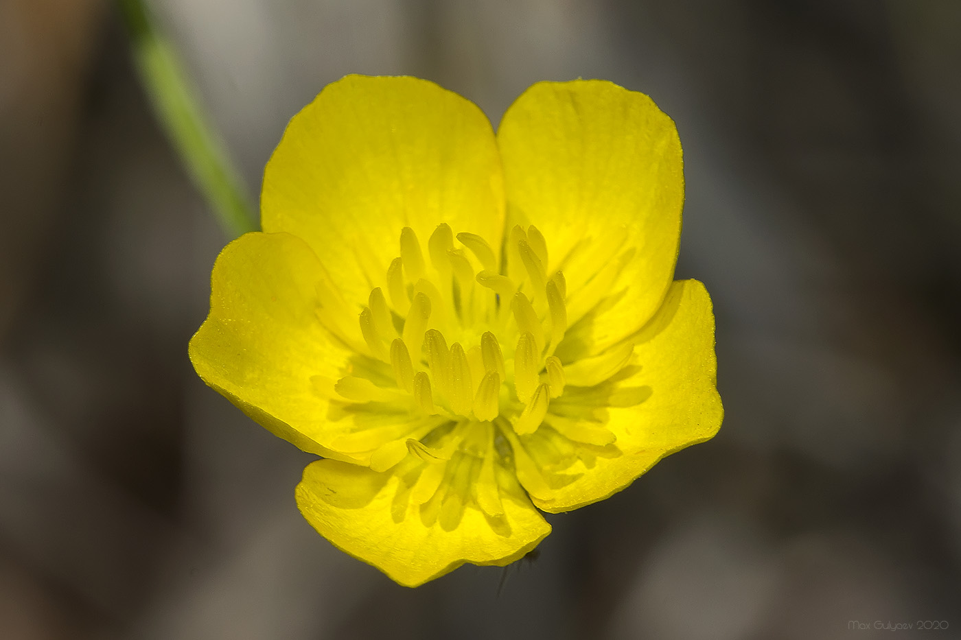 Изображение особи Ranunculus neapolitanus.