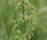 Rumex crispus