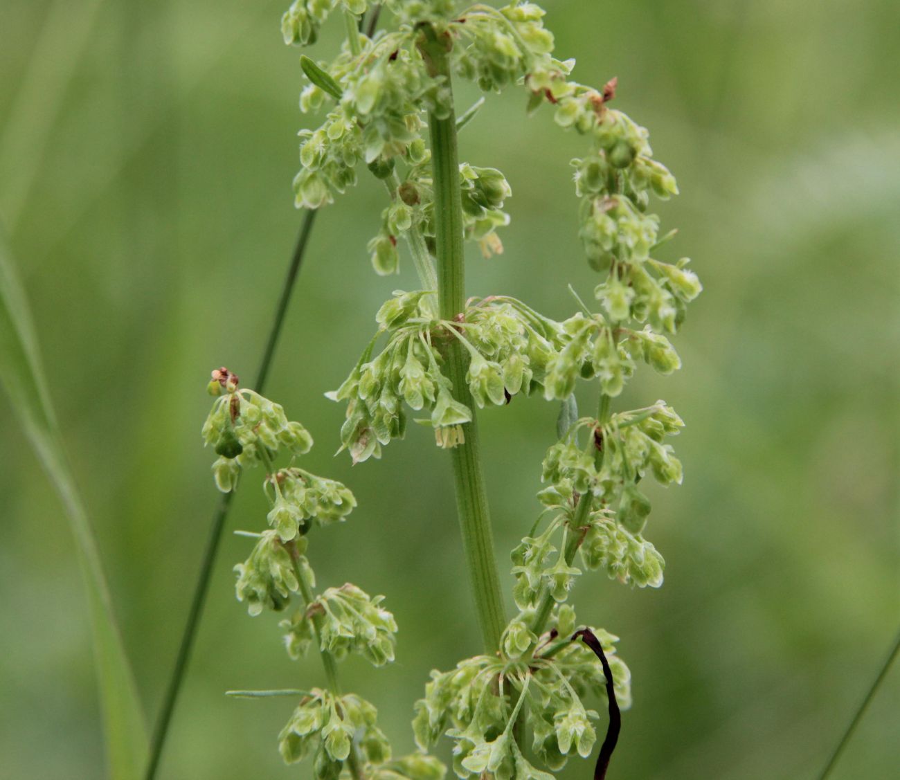 Изображение особи Rumex crispus.