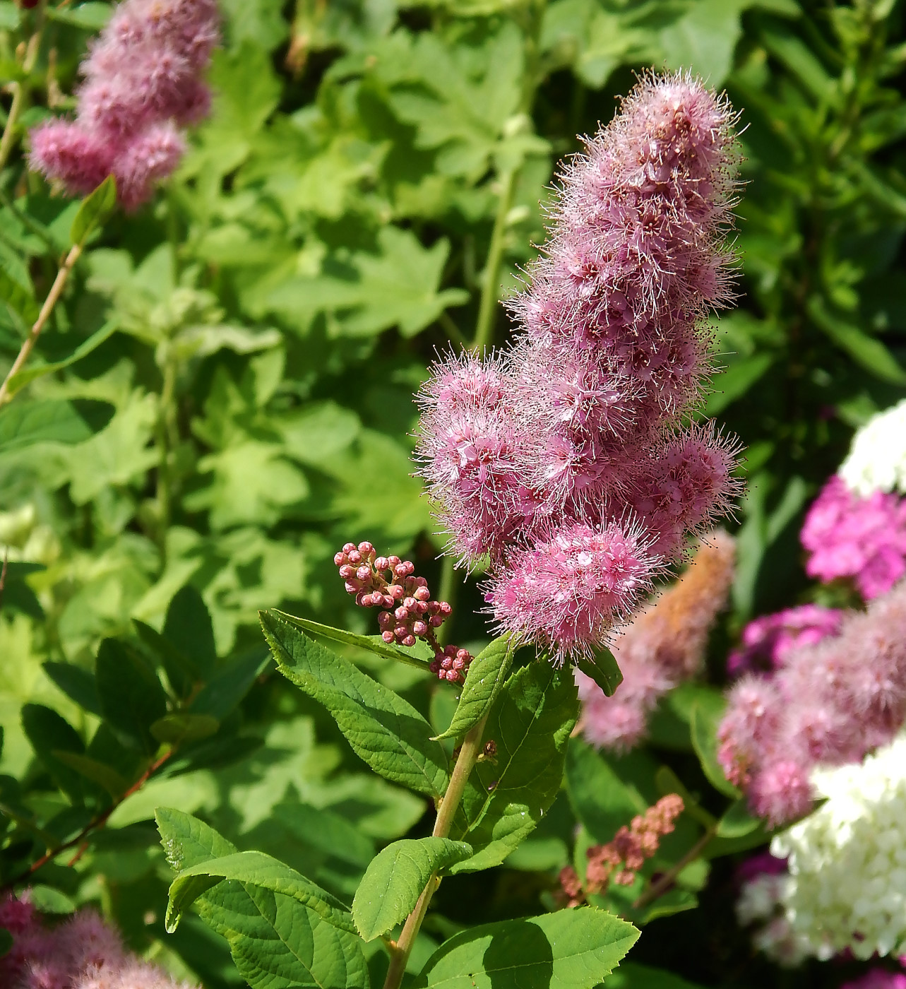 Image of Spiraea &times; billardii specimen.