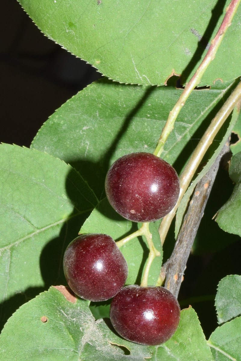 Image of Padus virginiana specimen.