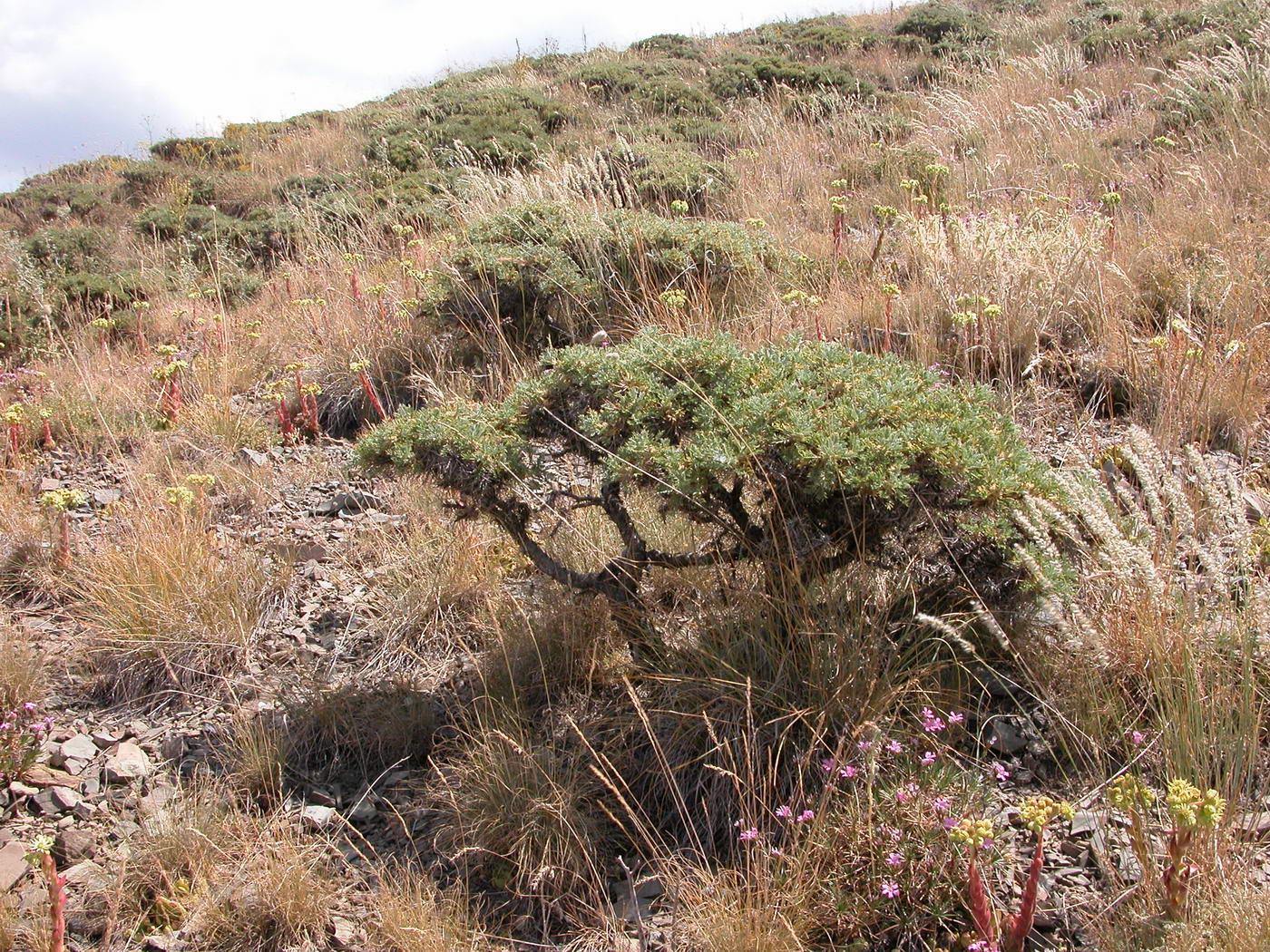 Image of genus Astracantha specimen.