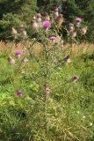 Cirsium polonicum