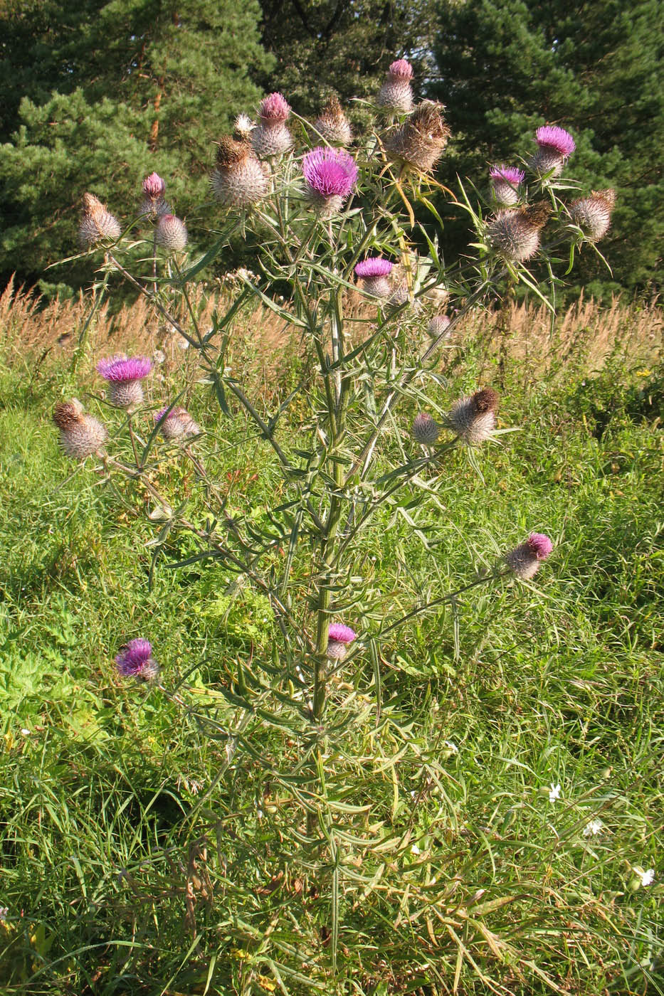 Изображение особи Cirsium polonicum.