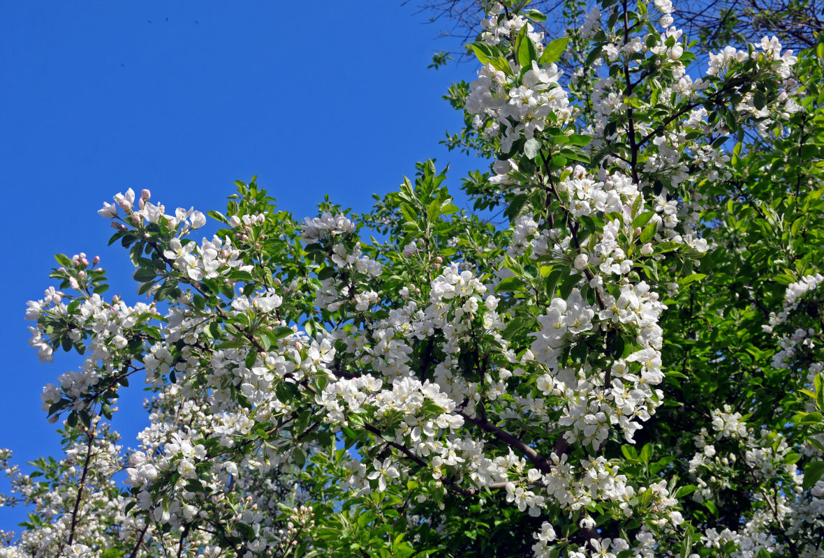 Изображение особи Malus domestica.