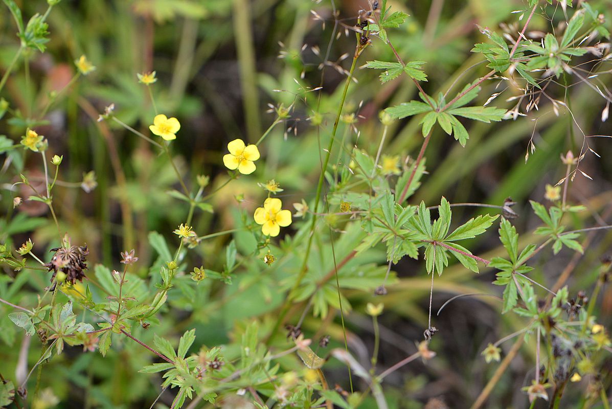 Image of Potentilla erecta specimen.