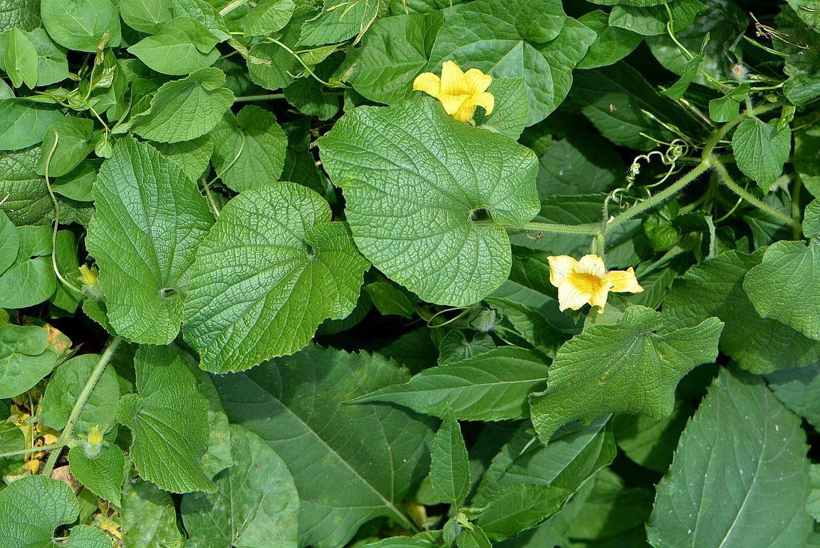 Изображение особи Thladiantha dubia.