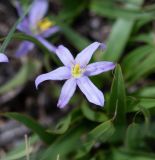 Xerophyta humilis