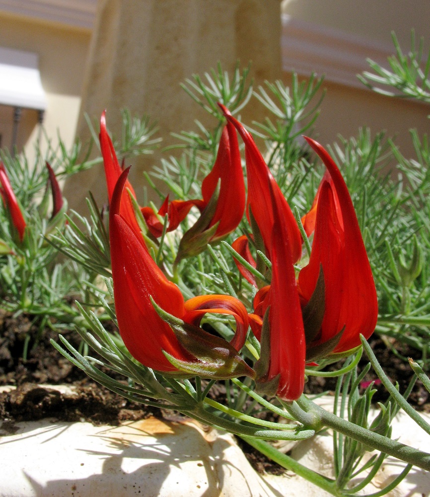 Image of Lotus berthelotii specimen.