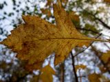 genus Crataegus. Лист в осенней окраске (абаксиальная сторона). Московская обл., г. Дубна, лесопарк, окр. пика Тяпкина. 29.09.2020.