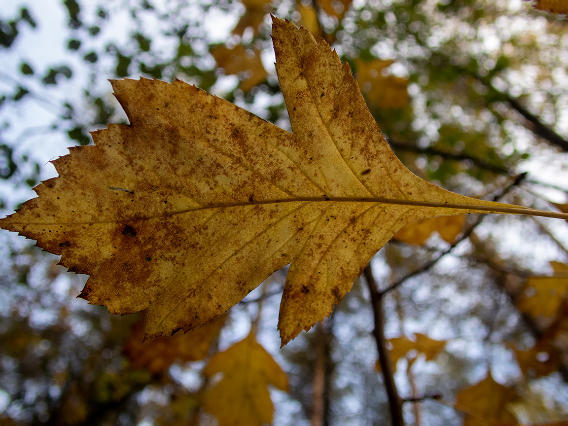 Image of genus Crataegus specimen.