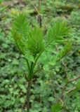 Fraxinus excelsior