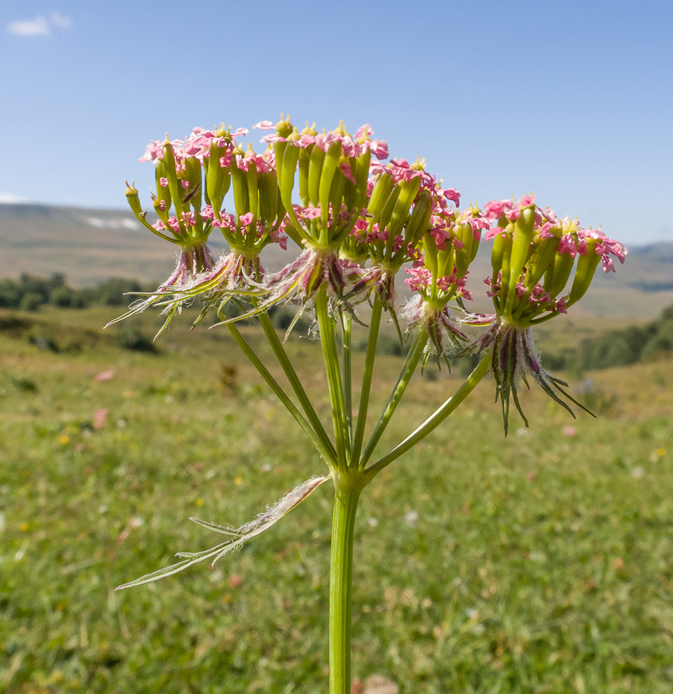 Изображение особи Chaerophyllum rubellum.