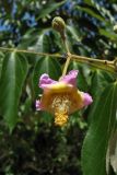 Luehea divaricata. Часть соцветия с цветком и завязавшимся плодом. Хорватия, г. Дубровник, о-в Локрум, ботанический сад, в культуре. 21 августа 2010 г.