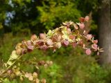 Atriplex sagittata. Верхушка побега с плодами. Чувашия, окр. г. Шумерля, пойма р. Сура, устье р. Мочалка. 23 сентября 2008 г.