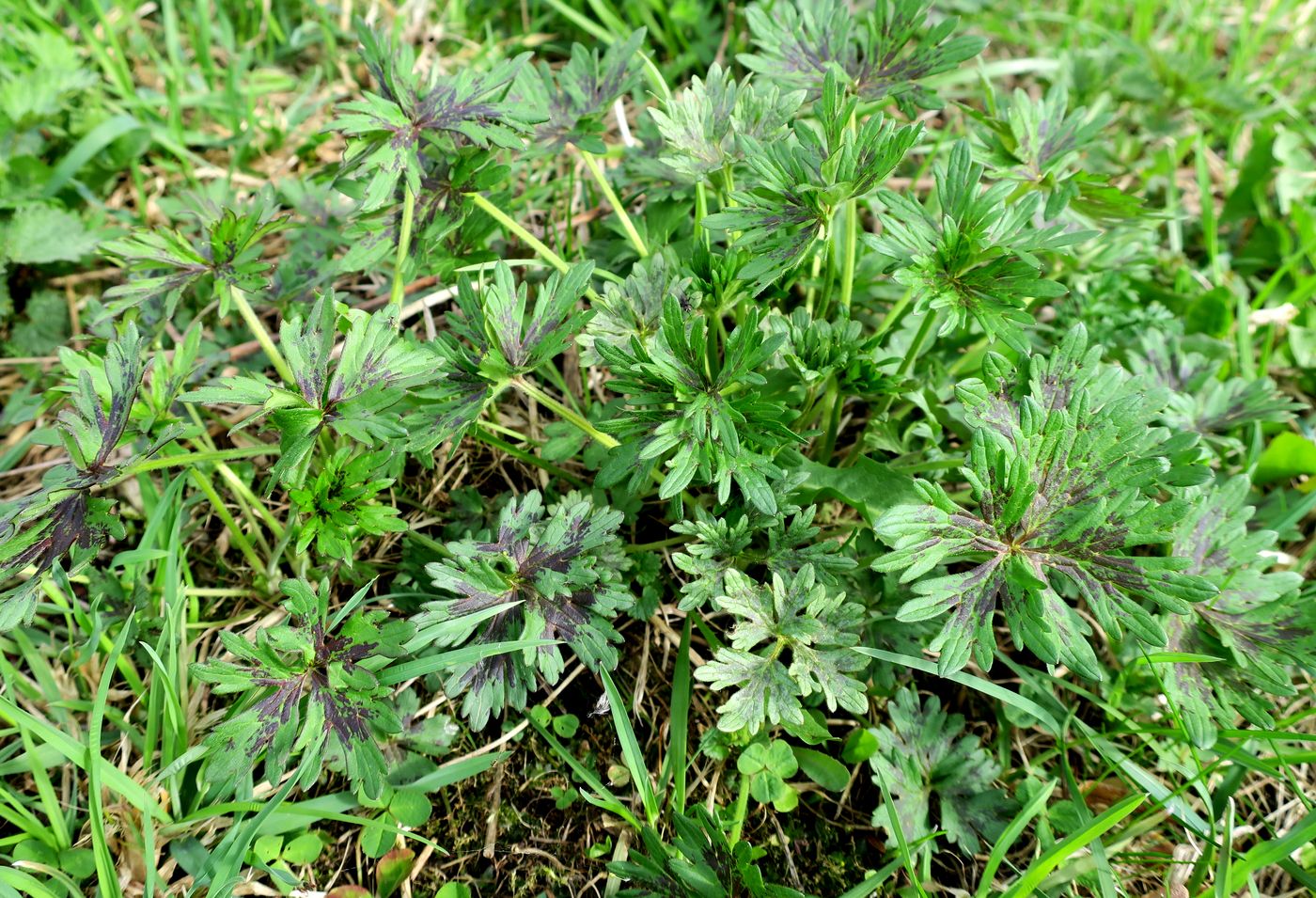 Image of genus Ranunculus specimen.