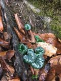 Cyclamen coum