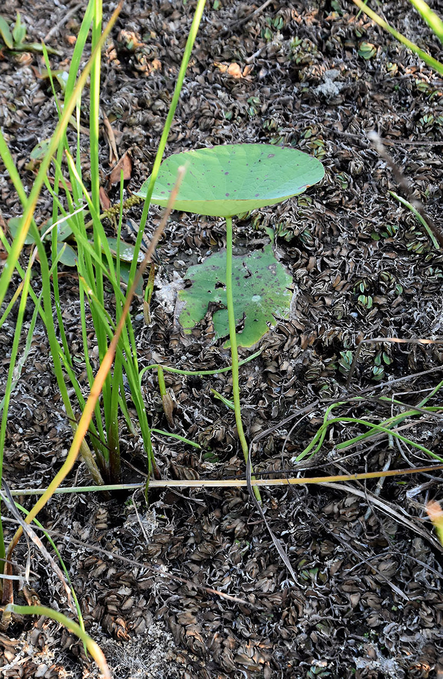Изображение особи Nelumbo caspica.
