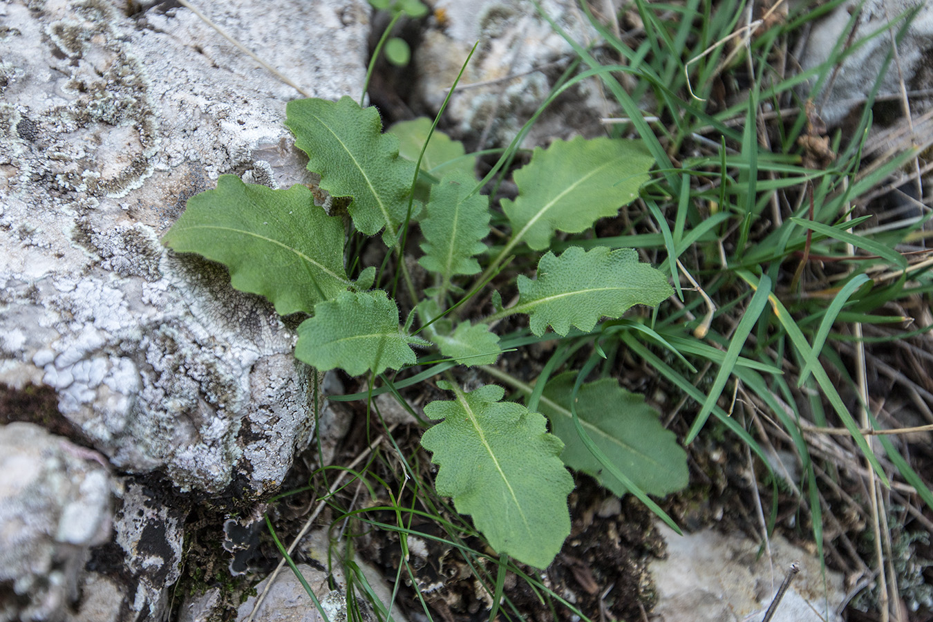 Изображение особи Sisymbrium loeselii.