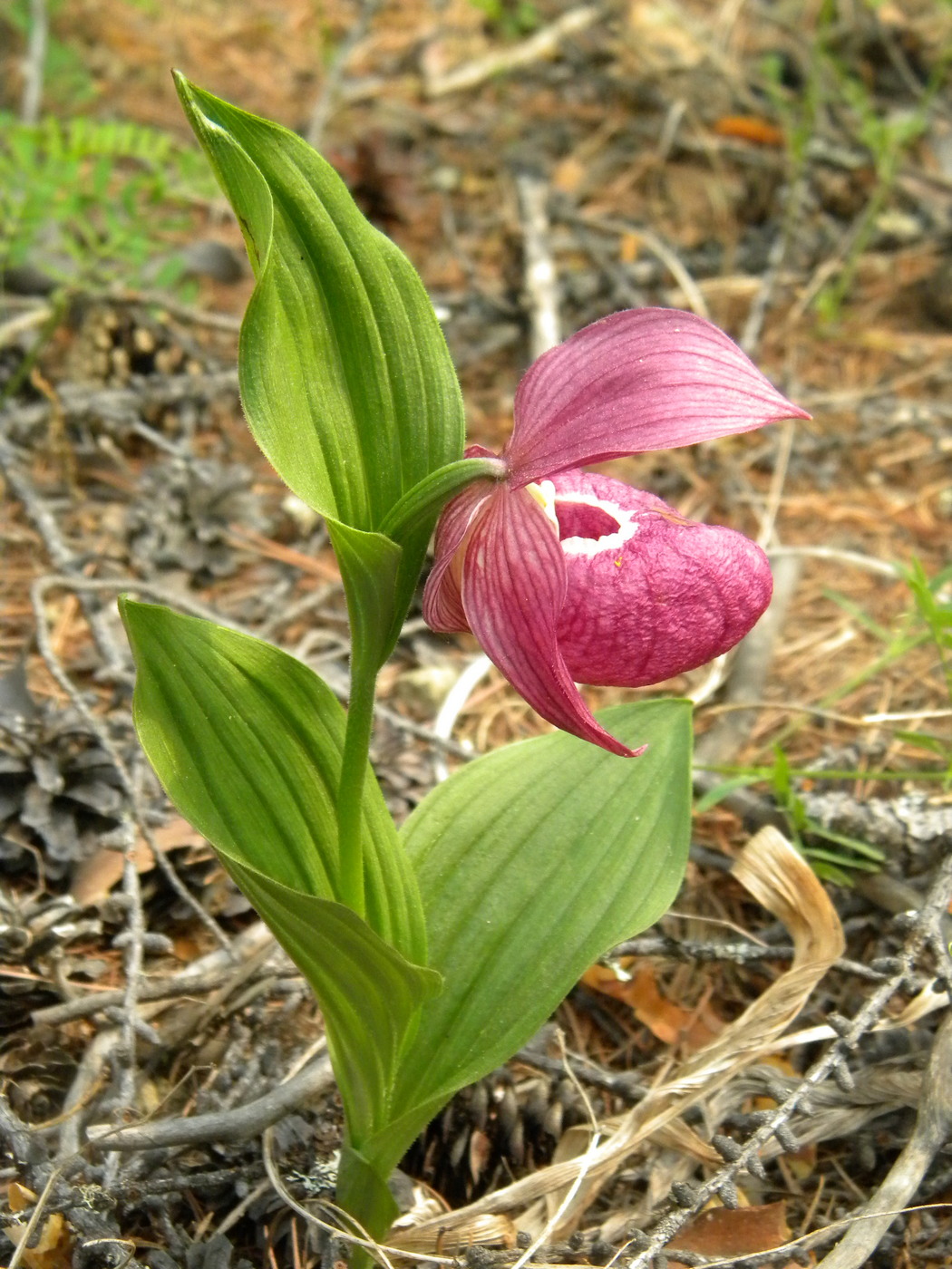 Image of Cypripedium macranthos specimen.