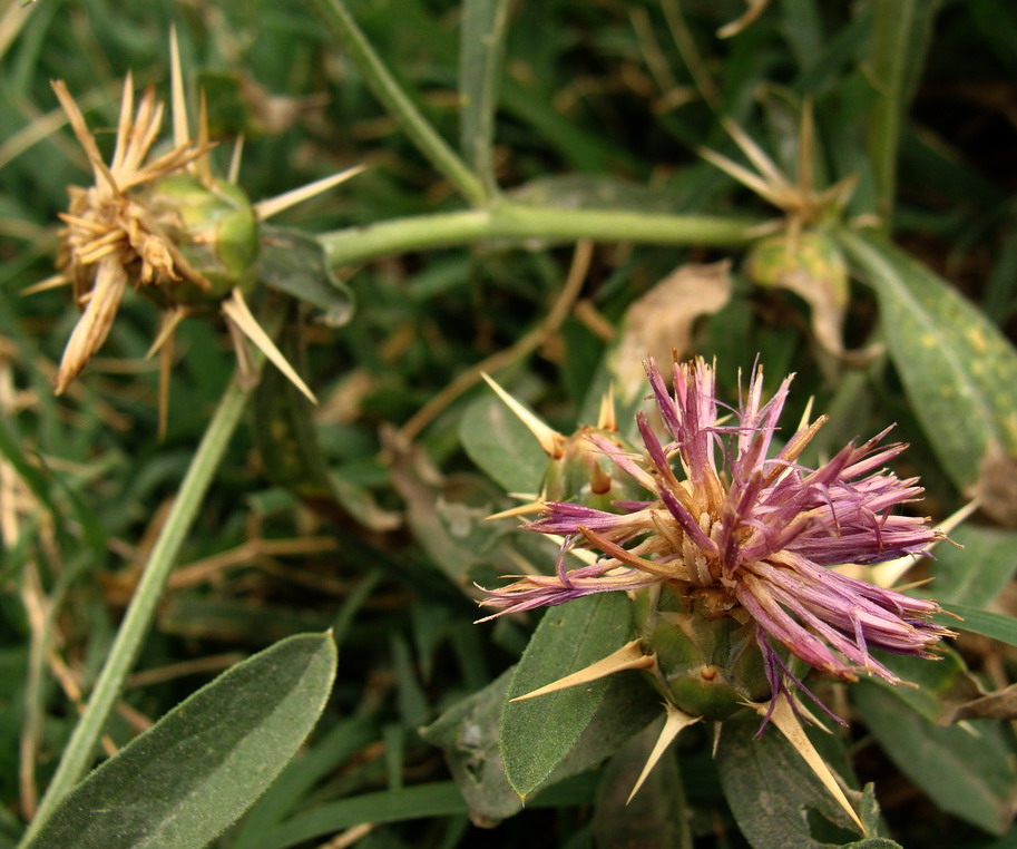 Image of Centaurea iberica specimen.