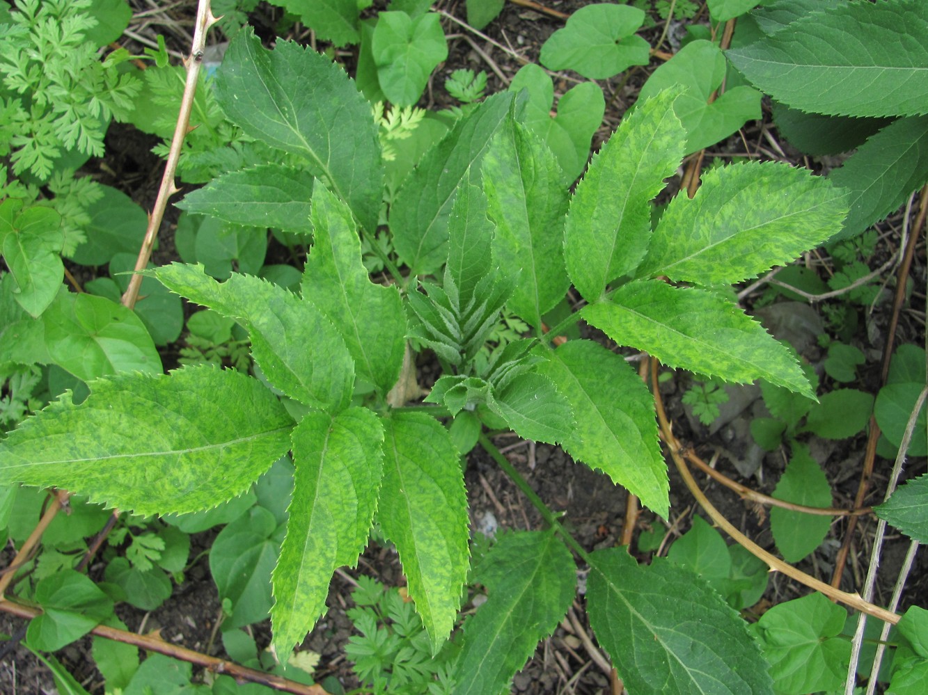 Image of Sambucus ebulus specimen.