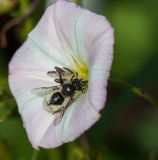 Convolvulus arvensis. Цветок с фуражирующей пчелой Systropha sp. Казахстан, Восточно-Казахстанская обл., окр. с. Ушановское; Западный Алтай, скл. Ульбинского хребта, обочина дороги в луговой степи. 23.06.2017.