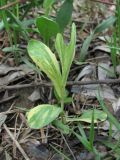 Cardaria draba