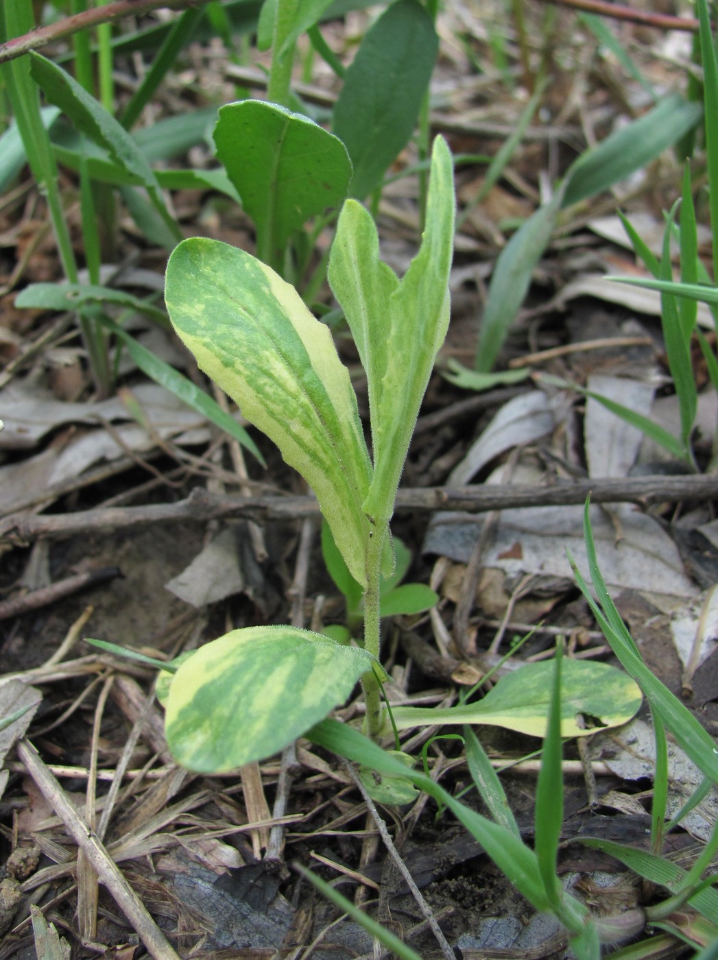 Image of Cardaria draba specimen.