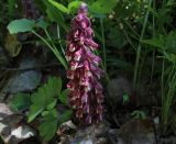 Lathraea squamaria