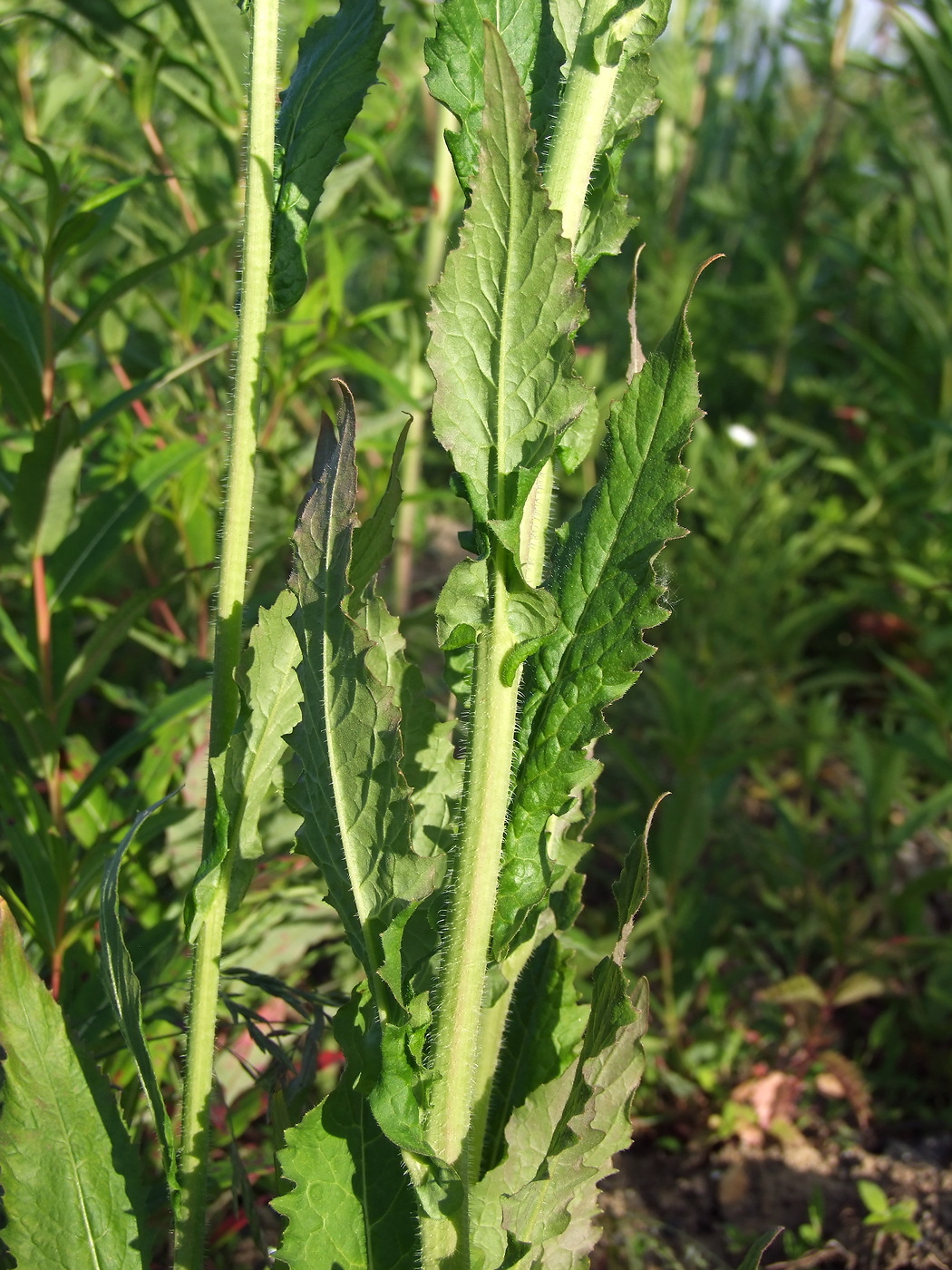 Image of Arabis pendula specimen.