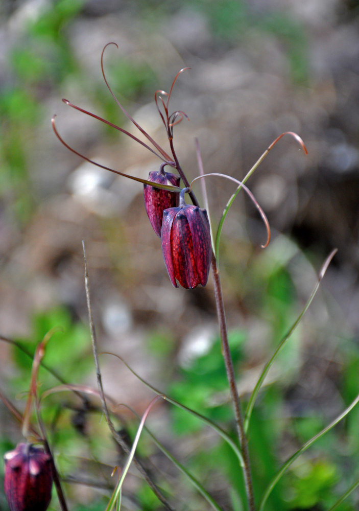 Image of Fritillaria ruthenica specimen.