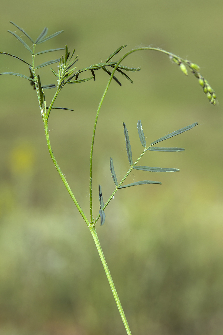 Изображение особи Astragalus austriacus.