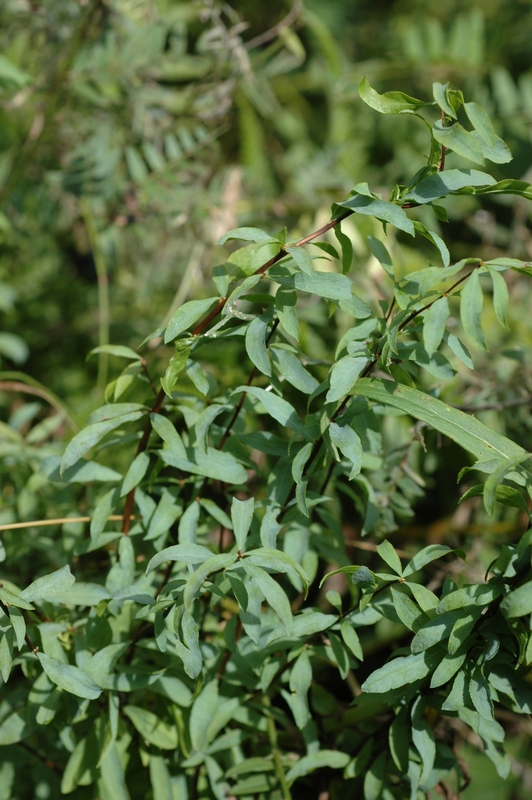 Image of Spiraea alpina specimen.