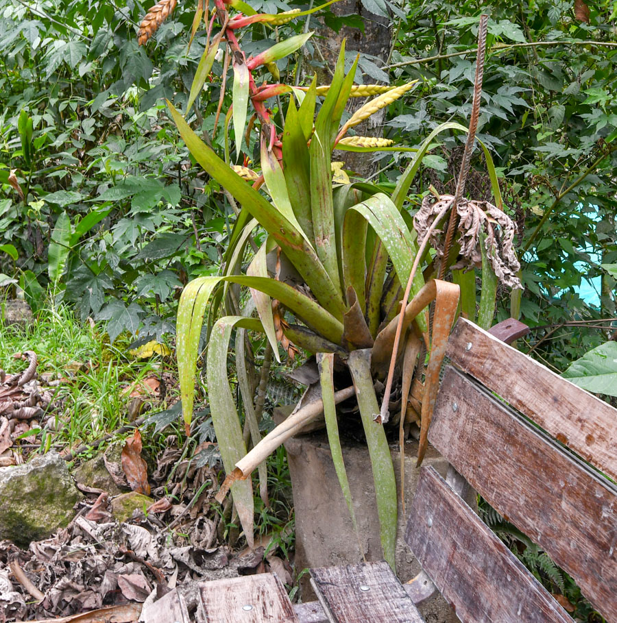 Image of Tillandsia fendleri specimen.