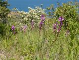 Polygala major. Цветущее растение. Крым, Керченский п-ов, Ленинский р-н, окр с. Осовины, мыс Орёл, заросший деревьями Elaeagnus angustifolia и Crataegus обвально-оползневый участок приморского склона. 28.05.2021.