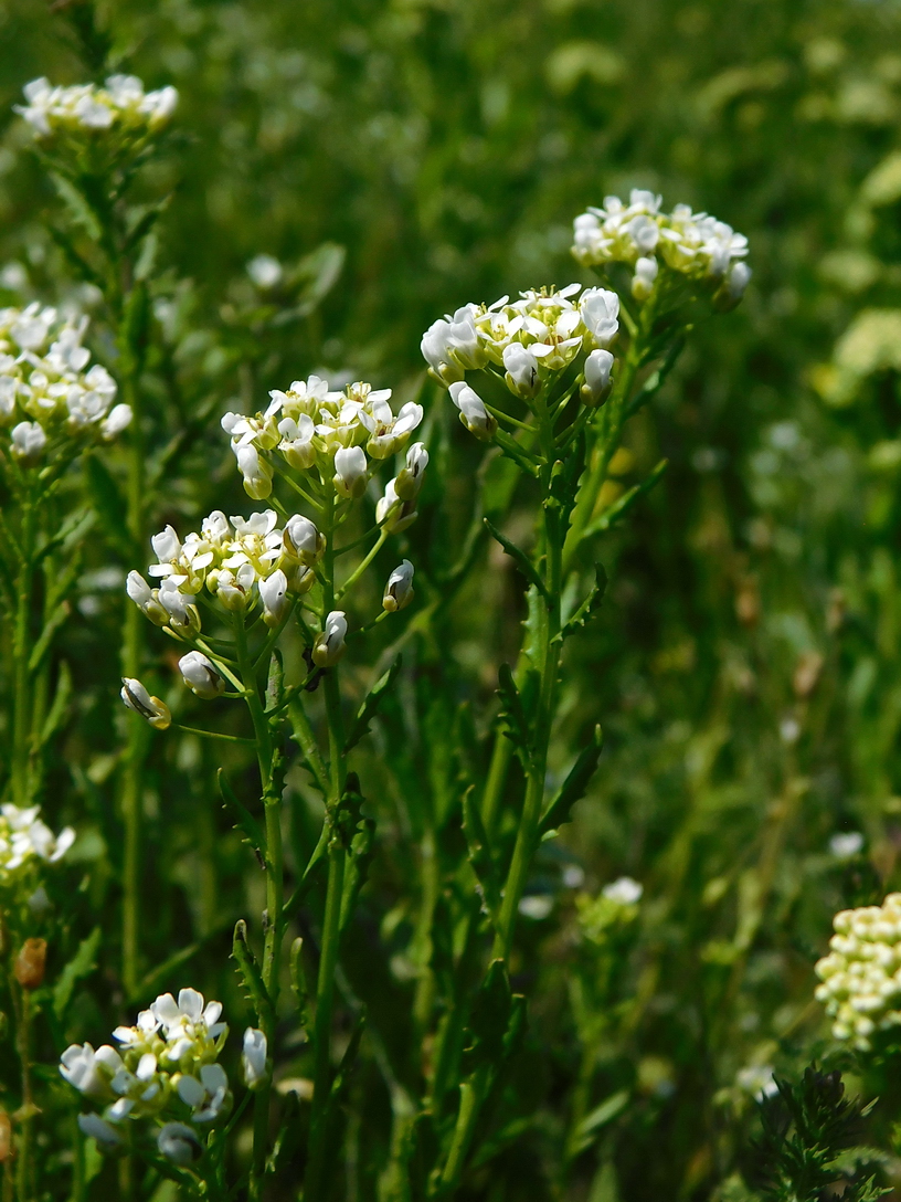 Image of Thlaspi arvense specimen.