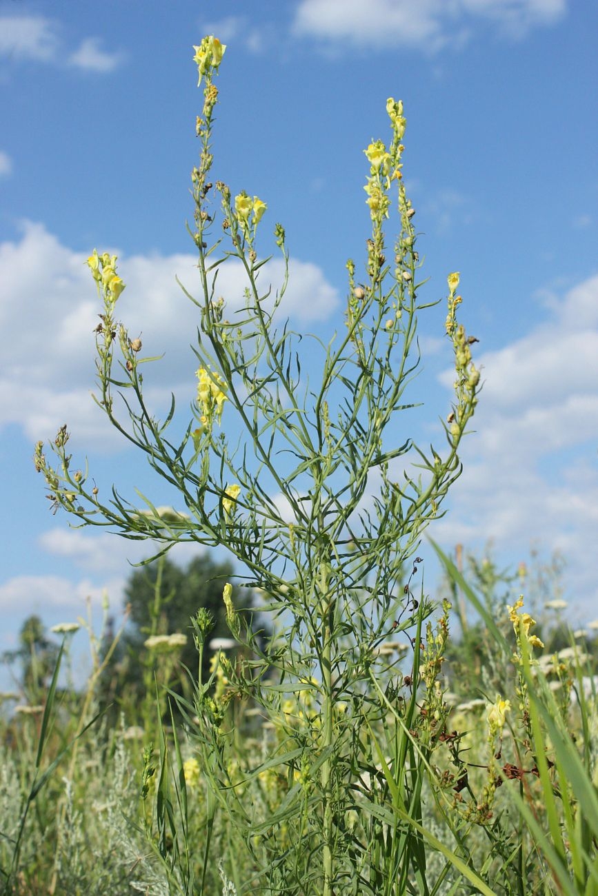 Изображение особи Linaria maeotica.