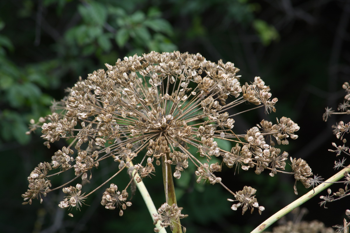 Image of Heracleum sosnowskyi specimen.